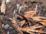 Clavaria acuta image