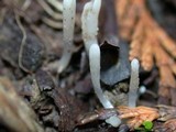 Clavaria acuta image