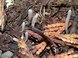 Clavaria acuta image