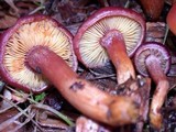Gymnopilus luteofolius image