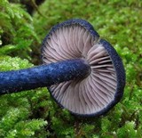 Leptonia carnea image