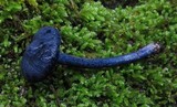 Leptonia carnea image