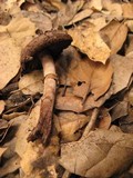 Agaricus arorae image