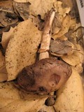 Agaricus arorae image