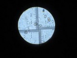 Agaricus arorae image