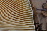 Russula cessans image