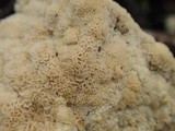 Oxyporus corticola image