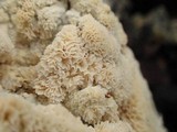 Oxyporus corticola image