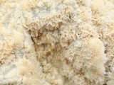 Oxyporus corticola image