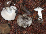 Tricholoma mutabile image
