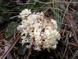 Clavulina coralloides image
