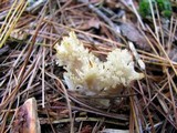 Clavulina coralloides image