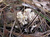 Clavulina coralloides image