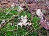 Clavulina coralloides image