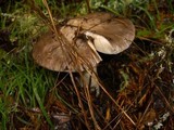 Amanita sect. Vaginatae image