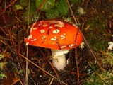 Amanita amerimuscaria image