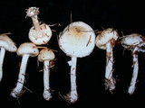Limacella illinita image