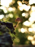 Mycena purpureofusca image