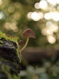 Mycena purpureofusca image