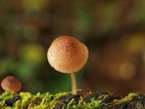 Mycena purpureofusca image
