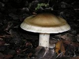 Tricholoma saponaceum image