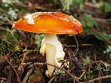 Amanita amerimuscaria image