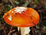 Amanita amerimuscaria image
