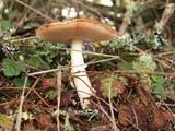 Amanita amerimuscaria image