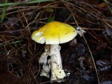 Amanita augusta image