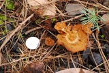 Coltricia cinnamomea image