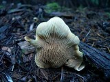 Tapinella panuoides image