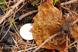 Coltricia cinnamomea image