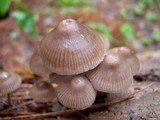 Mycena maculata image