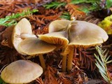 Entoloma formosum image