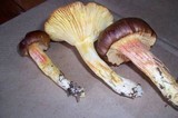 Hygrophorus hypothejus image