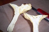 Hygrophorus hypothejus image