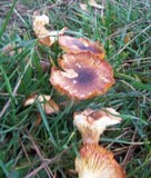 Hygrophorus hypothejus image