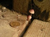 Mycena purpureofusca image