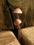 Mycena purpureofusca image