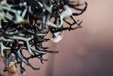 Hypogymnia imshaugii image