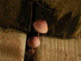 Mycena purpureofusca image