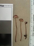 Mycena purpureofusca image