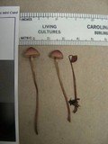Mycena purpureofusca image