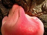 Fistulina hepatica image