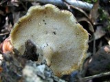 Polyporus brumalis image