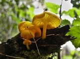 Chrysomphalina aurantiaca image