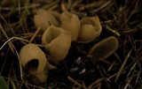 Otidea leporina image