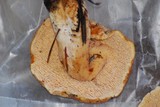 Hydnum oregonense image