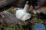 Russula cremoricolor image