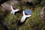 Russula cremoricolor image